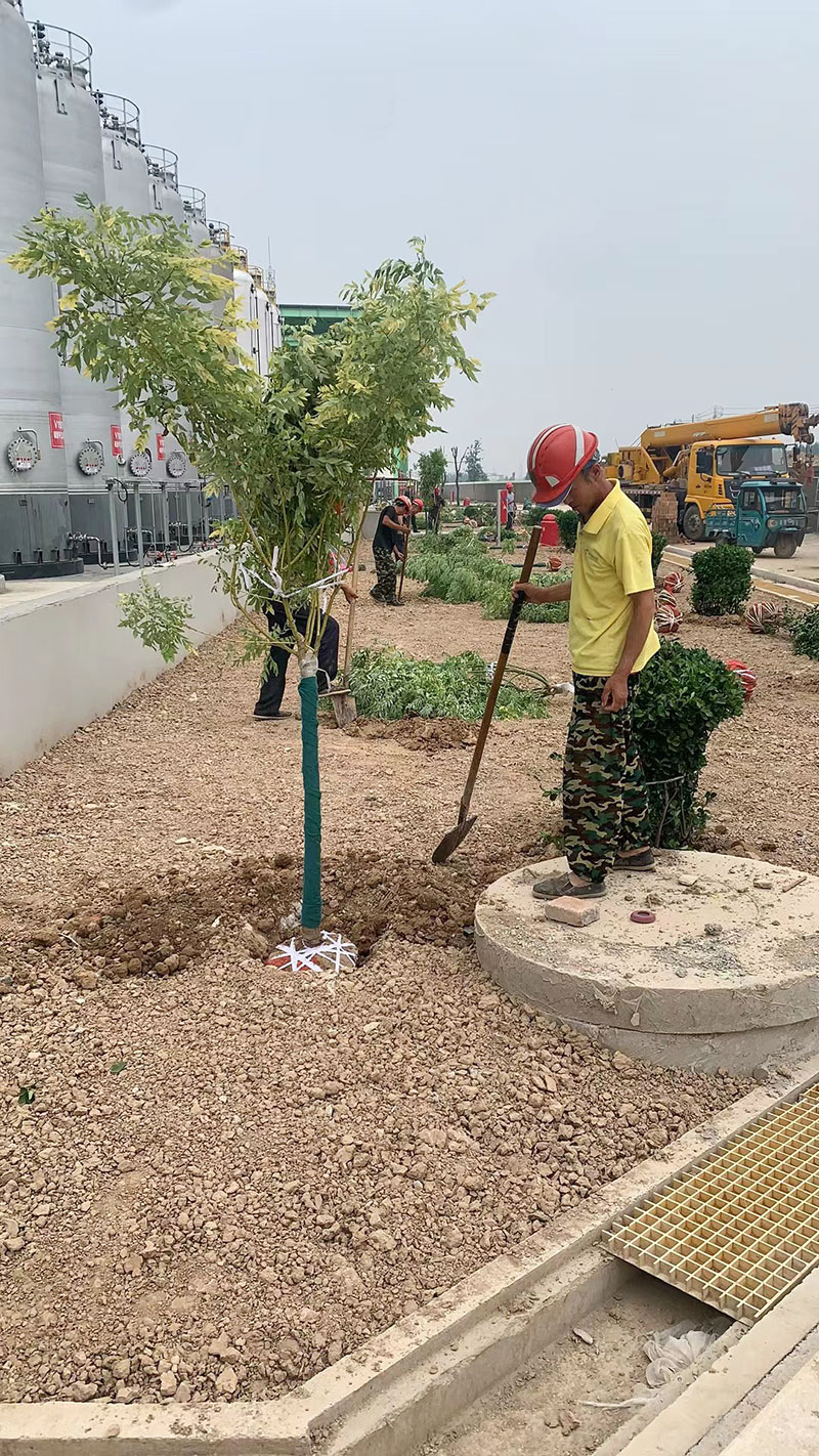 市政道路園林綠化施工